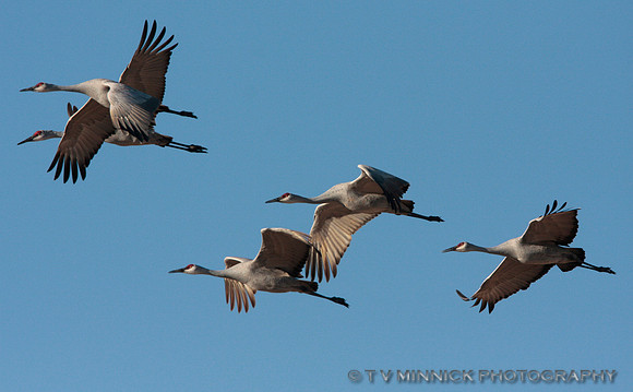 Sandhill Crane