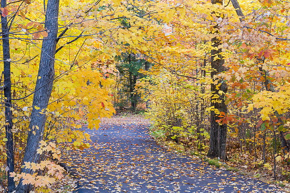 The driveway in Autumn