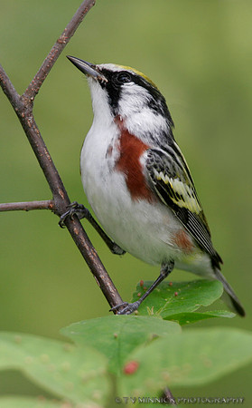 Chestnut-sided Warbler