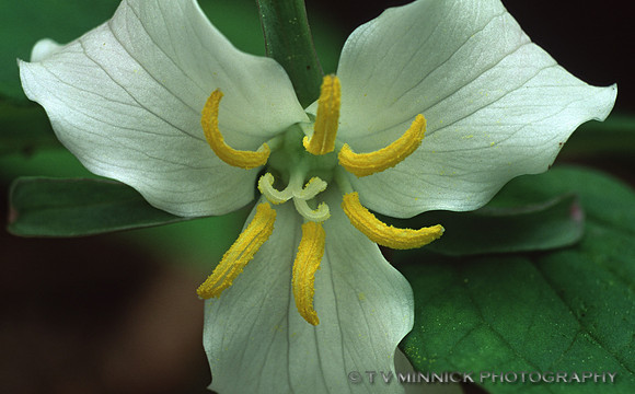 Trillium