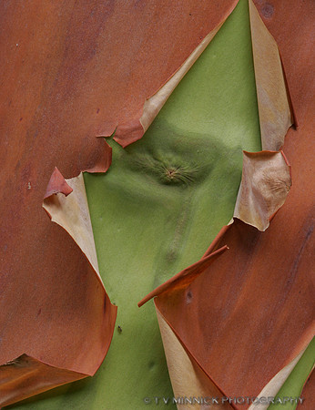 Madrone Tree Bark