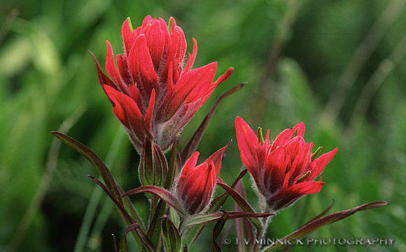 Indian Paintbrush