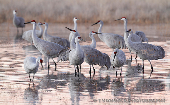 Sandhill Crane