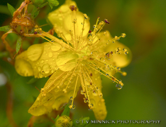 Common St. Johnswort