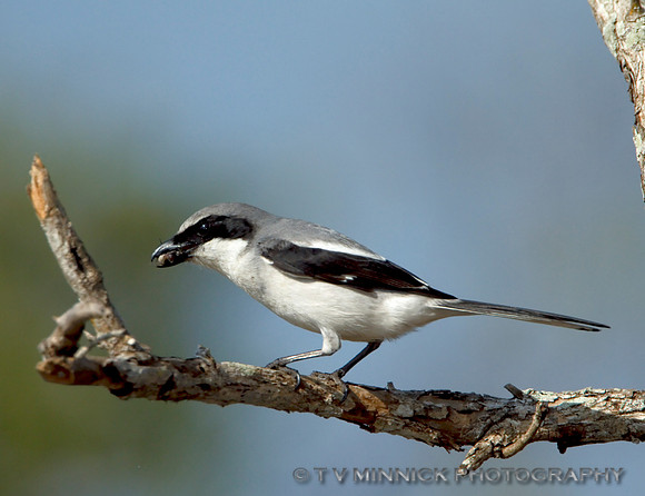 Loggerhead Shrike