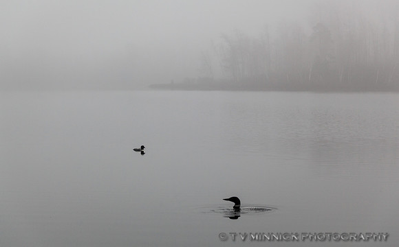 Loons in Fog
