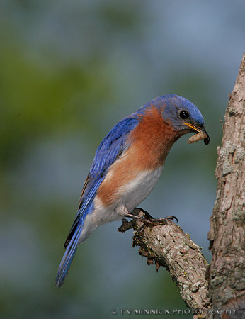 Bluebird