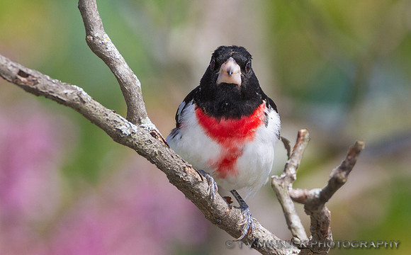 Rose-breasted Grosbeak
