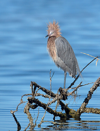 Reddish Egret