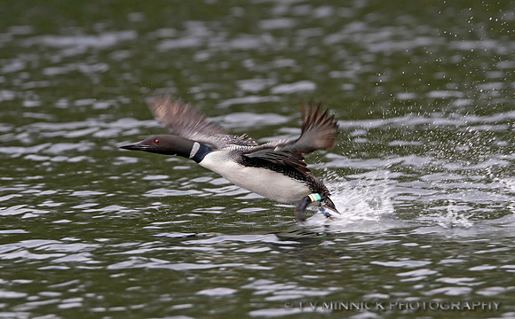 Taking Off