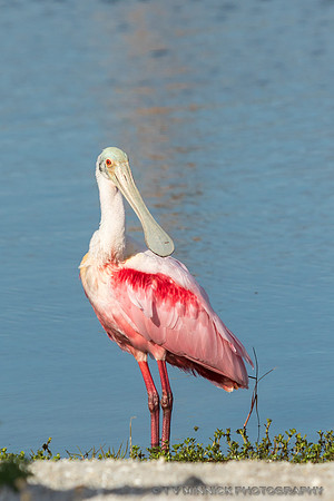 Roseate Spoonbill