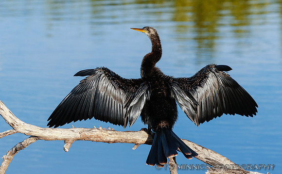 Anhinga