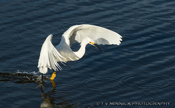 Snowy Egret