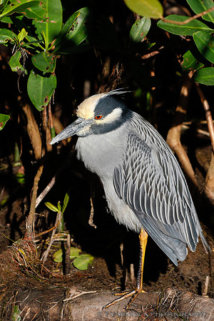 Yellow-crowned Nightheron