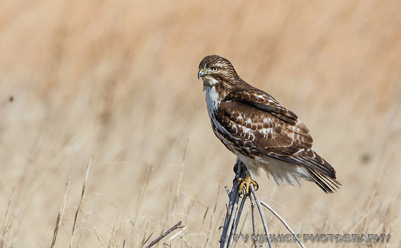 Redtailed Hawk