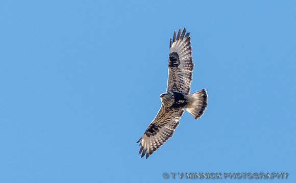 Rough-legged Hawk