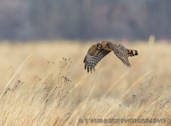 Northern Harrier female