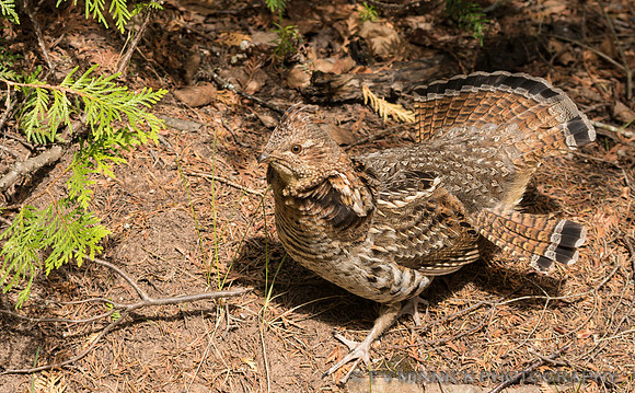 Ruffed Grouse