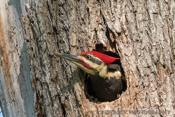 Pileated Woodpecker