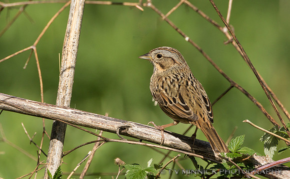 Lincoln's Sparrow