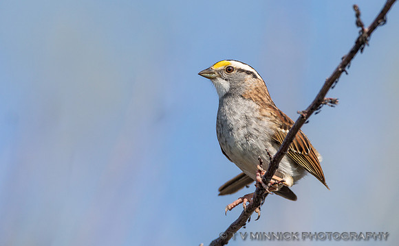 White-throated Sparrow