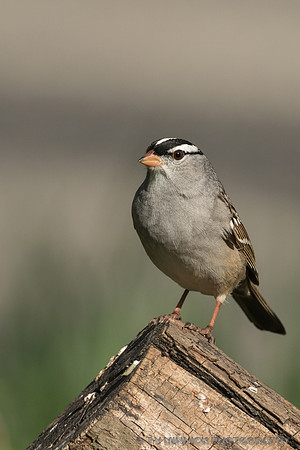 White-crowned Sparrow