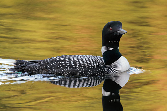 Common Loon