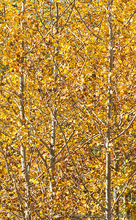 Autumn Aspens