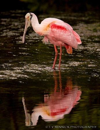 Roseate Spoonbill