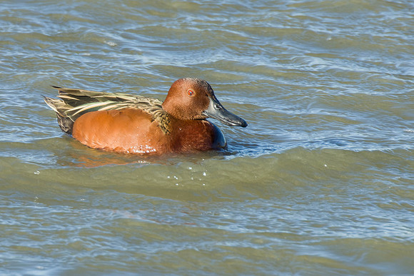 Cinnamon Teal