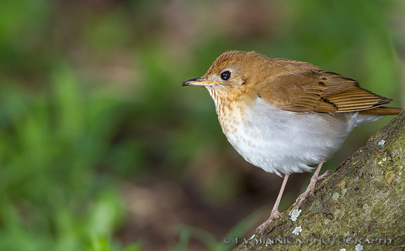 Veery