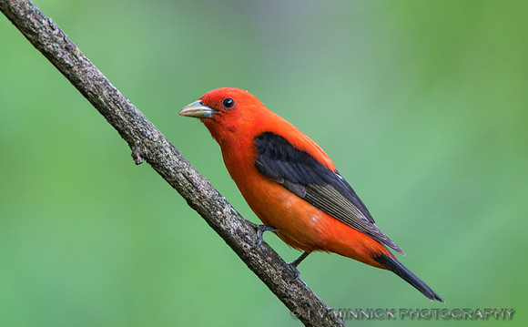 Scarlet Tanager
