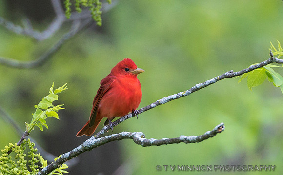 Summer Tanager