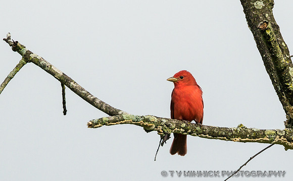 Summer Tanager