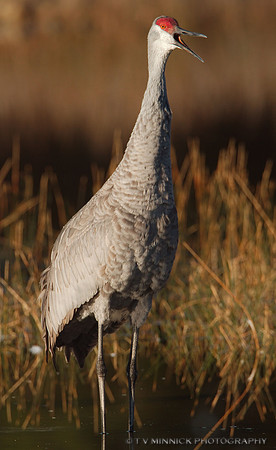 Vocalizing Sandhill Crane