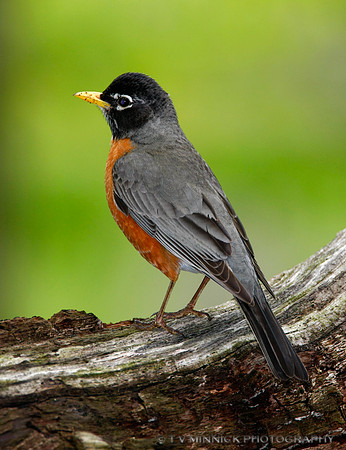 American Robin