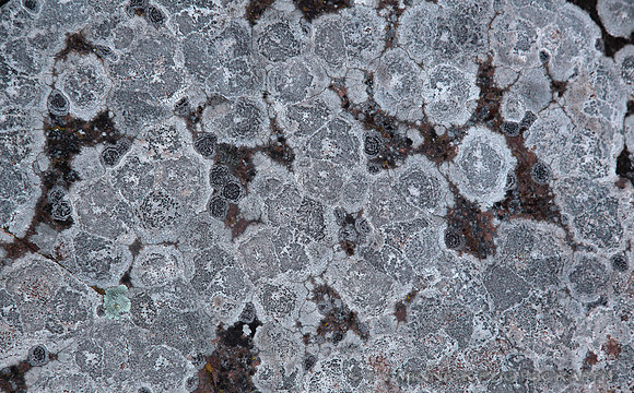 Concentric Boulder Lichen