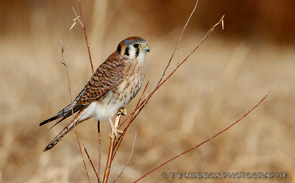 Kestrel Falcon