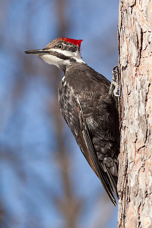 Pileated Woodpecker on one of our Red Pines