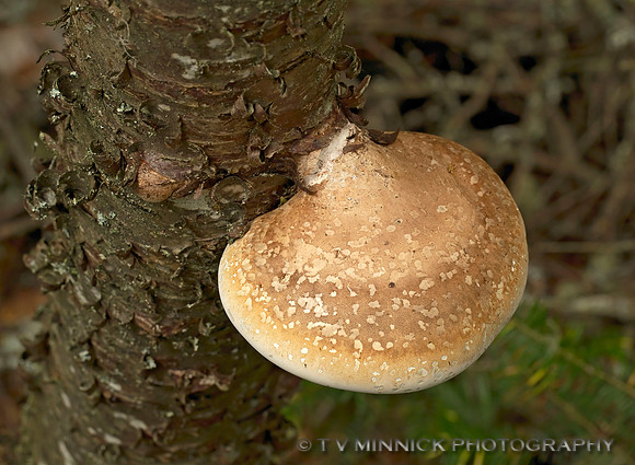 Birch Polypore
