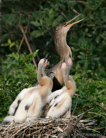 Anhinga and Chicks