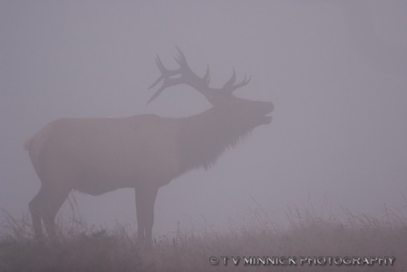 Roosevelt Elk in Fog