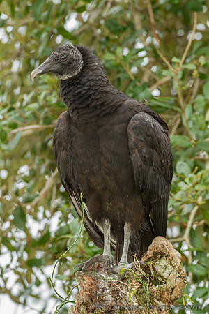 Black Vulture