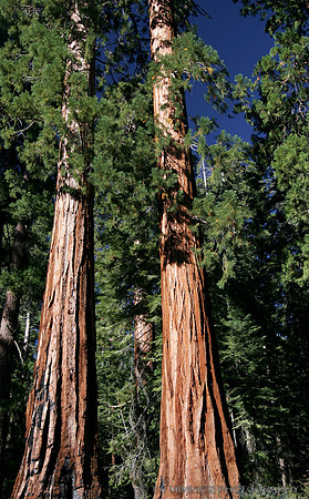 Giant Sequoias