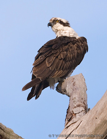 Osprey