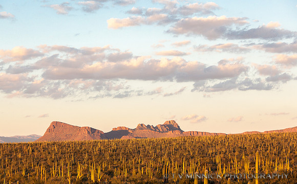 Saguaro Vista