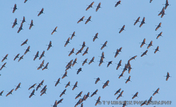 Migrating Cranes