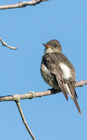 Olive-sided Flycatcher
