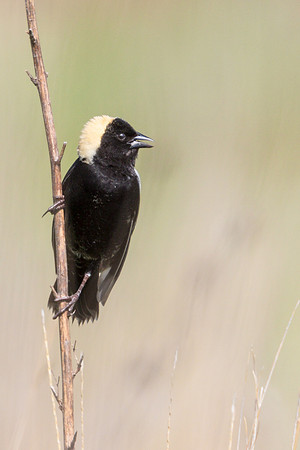 Bobolink