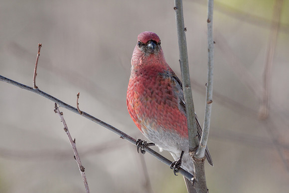 Pine Grosbeak